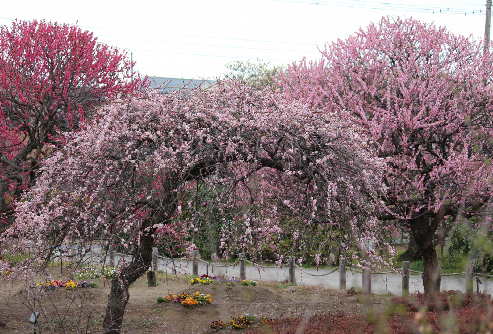 越谷梅林公園