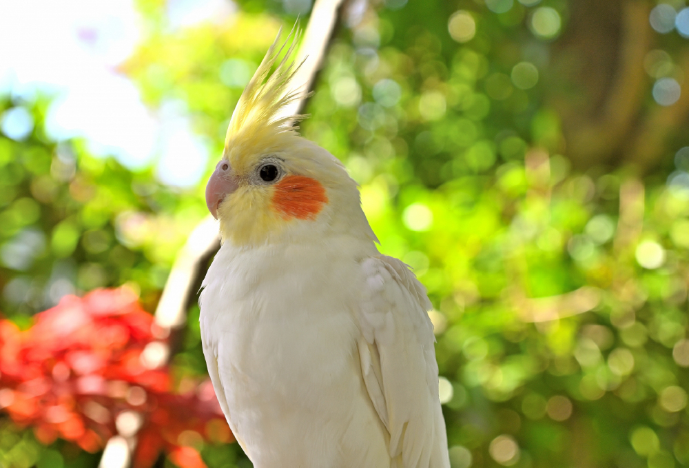 キャンベルタウン野鳥の森